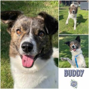 BUDDY (♂) in 26810 Westoverledingen - reserviert