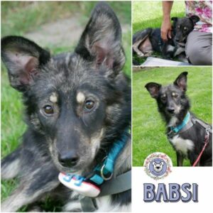 BABSI (♀) in 21493 Möhnsen *vermittelt*