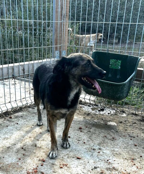 RAUNI (♀) – Bild 2