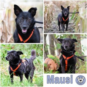 Mausi (♀) in 27726 Worpswede