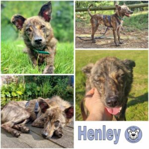 Henley (♂) in 45711 Datteln - vermittelt
