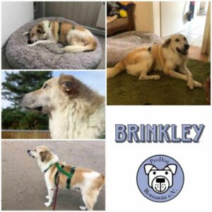 BRINKLEY - Gnadenplatzhund seit dem 31.08.2024