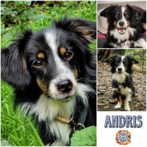 ANDRIS (♂) in 42781 Haan - vermittelt