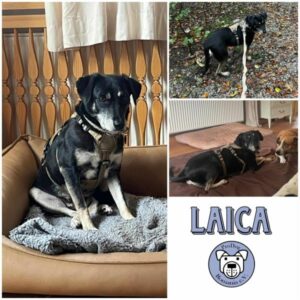 LAICA - Gnadenplatzhund seit dem 24.07.2024 - vermittelt