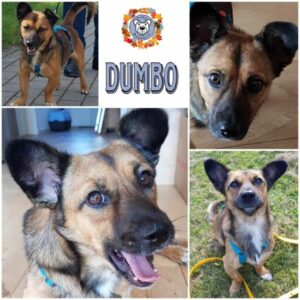 DUMBO (♂)  in 23715 Bosau - vermittelt