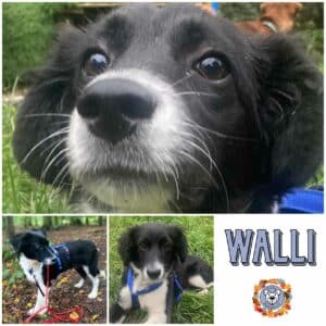 WALLI (♀) in 63069 Offenbach - vermittelt