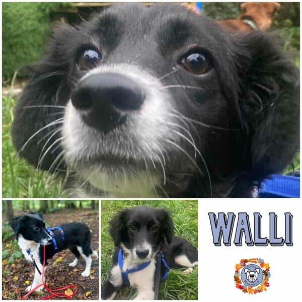 WALLI (♀) in 63069 Offenbach - vermittelt