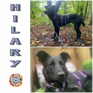 HILARY (♀) in 63069 Offenbach - vermittelt