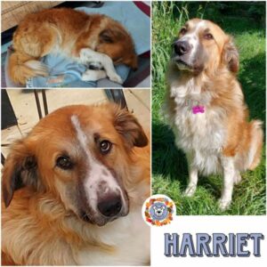 HARRIET (♀) in 67663 Kaiserslautern - vermittelt