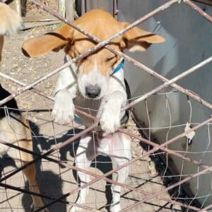 LORIOT (♂) - ausgereist zur Laborbeagle Hilfe