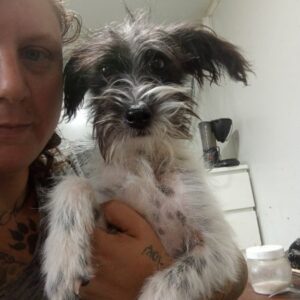 JOSH (♂) - reserviert Tierhilfe Lebenswert DR - vermittelt 08.11.24