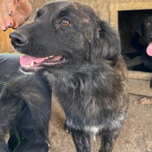PERRITA (♀) -  auf PS im PLZ Bereich 82 -vermittelt