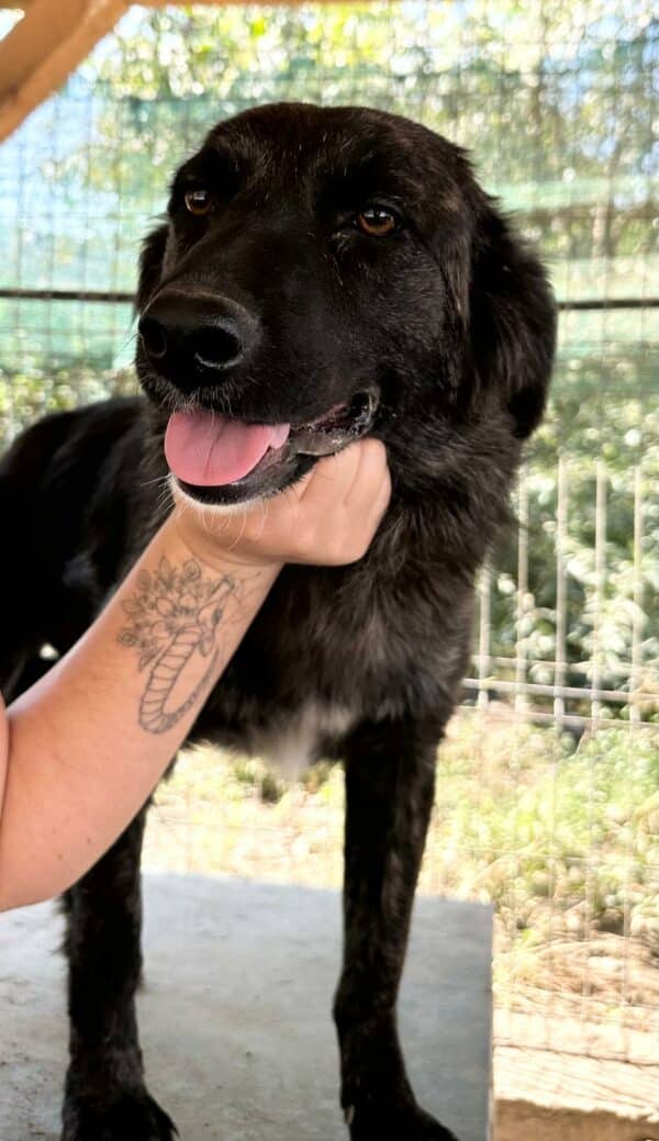 PERRITA (♀) -  auf PS im PLZ Bereich 82 -vermittelt – Bild 5