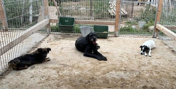 ANYANA (♀) – Bild 11