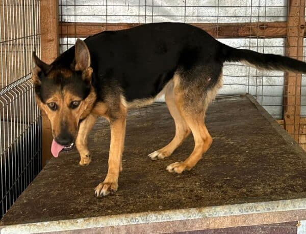 RONJA (♀) – Bild 8