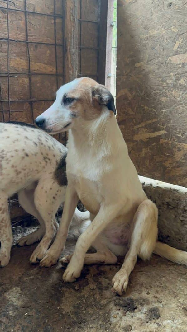 JAYLA (♀) – Bild 6