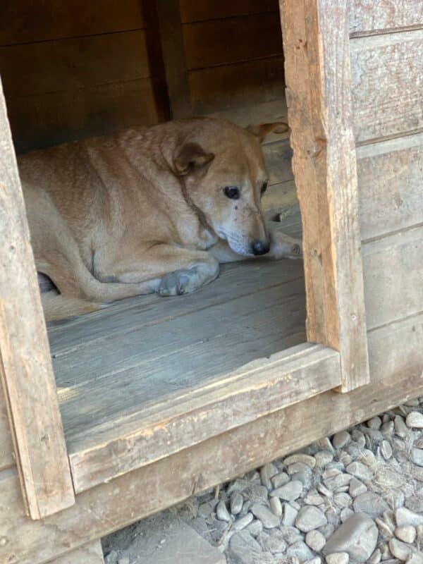 BORIS (♂) - müder Senior – Bild 12