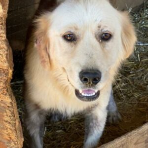 RIKKI (♂) - starke Hautprobleme (10/24) - ausgereist zur Tierhilfe Lebenswert DR 11.07.25