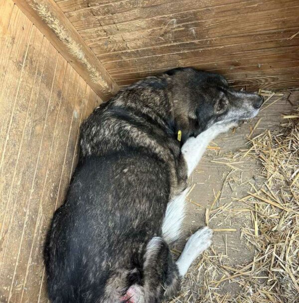 CARLOTTA (♀) - hat es schwer im Kennel – Bild 3