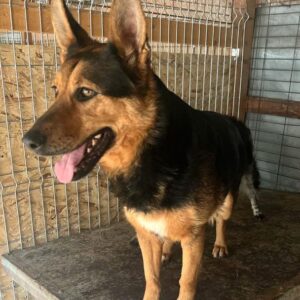 RONJA (♀)