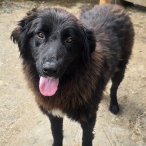 PRINCESS (♀) - ausgereist zur Tierhilfe Lebenswert DR 08.08.25