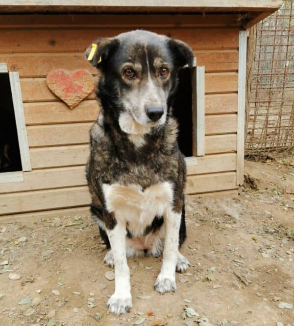 CARLOTTA (♀) - hat es schwer im Kennel – Bild 5