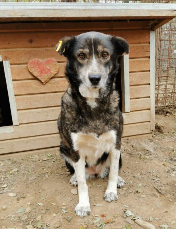 CARLOTTA (♀) - hat es schwer im Kennel – Bild 7