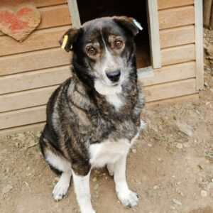 CARLOTTA (♀) - hat es schwer im Kennel