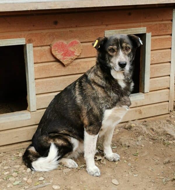 CARLOTTA (♀) - hat es schwer im Kennel – Bild 6