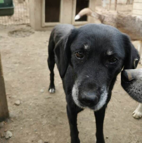 KIPILI (♀) - reserviert Tierhilfe Lebenswert DR - vermittelt 08.11.24 – Bild 3