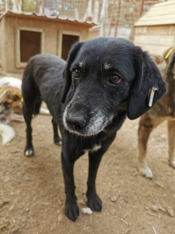 KIPILI (♀) - reserviert Tierhilfe Lebenswert DR - vermittelt 08.11.24