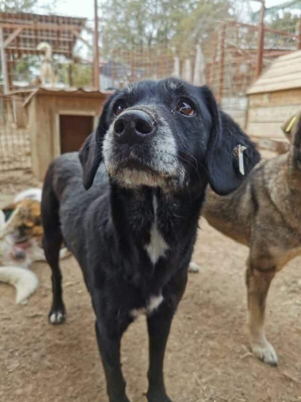KIPILI (♀) - reserviert Tierhilfe Lebenswert DR - vermittelt 08.11.24 – Bild 6