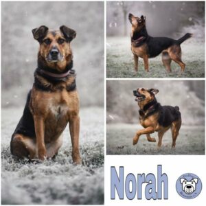 NORAH (♀) in 56729 Monreal