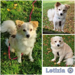 Letizia  (♀) 32657 Lemgo - vermittelt
