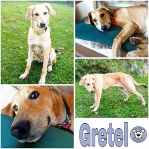 Gretel (♀) in 78733 Aichhalden - vermittelt