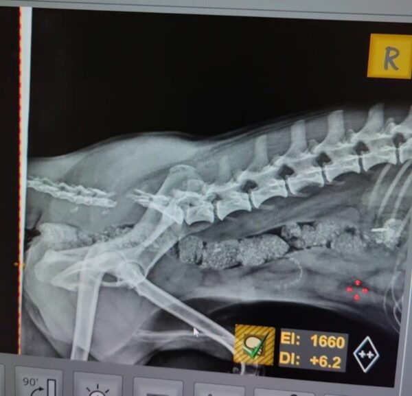 PEANUT (♂) - Notfall in Rumänien - jetzt auf PS im PLZ Bereich18 - vermittelt – Bild 3