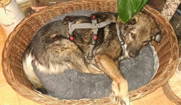 ISKKO - Gnadenplatzhund seit dem 12.10.2024 – Bild 2