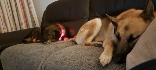 ISKKO - Gnadenplatzhund seit dem 12.10.2024 – Bild 3