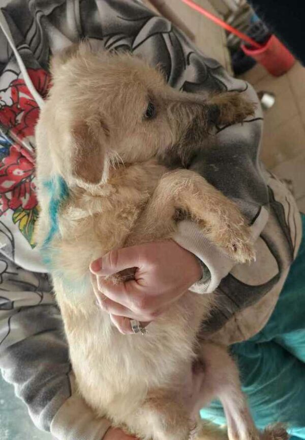 GIMLI (♂) - vermittelt MD – Bild 3