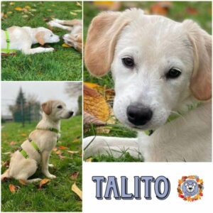 TALITO (♂) 42929 Wermelskirchen- vermittelt
