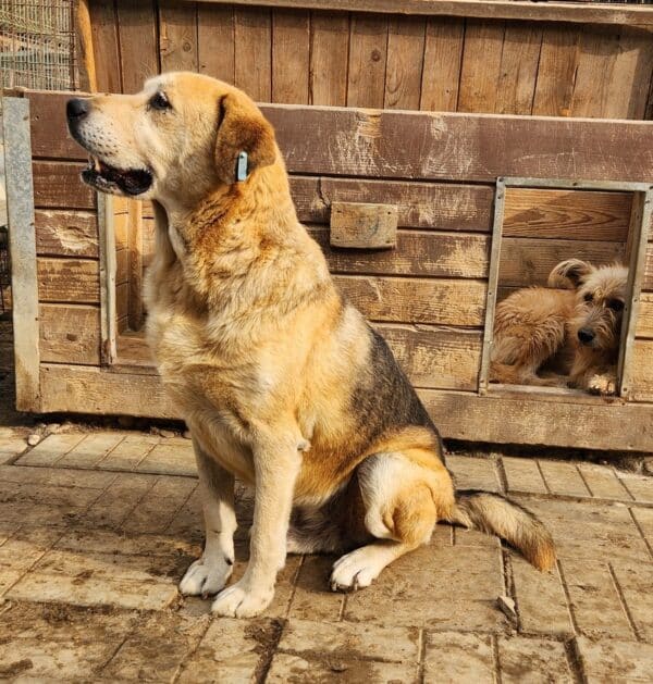 SIVAS (♂) – Bild 14