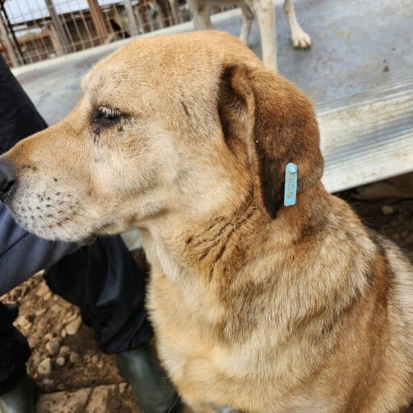 SIVAS (♂) – Bild 13
