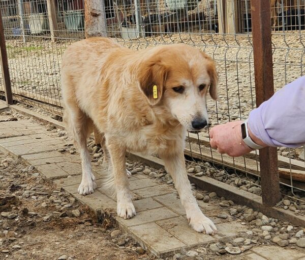 LONA (♀) - ausgereist zur Tierhilfe Lebenswert DR 31.01.25 – Bild 4