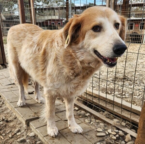 LONA (♀) - ausgereist zur Tierhilfe Lebenswert DR 31.01.25 – Bild 5