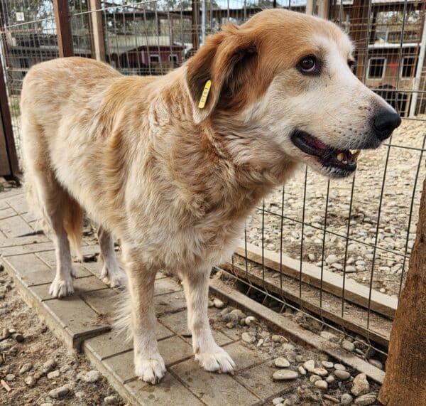 LONA (♀) - ausgereist zur Tierhilfe Lebenswert DR 31.01.25 – Bild 3