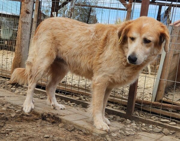 LONA (♀) - ausgereist zur Tierhilfe Lebenswert DR 31.01.25 – Bild 2