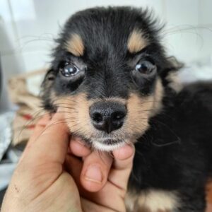 SKAI (♀) - ausgereist zur Tierhilfe Lebenswert