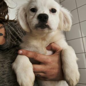 EMMIE (♀) -  ausgereist zur Tierhilfe Lebenswert 06.12.2024