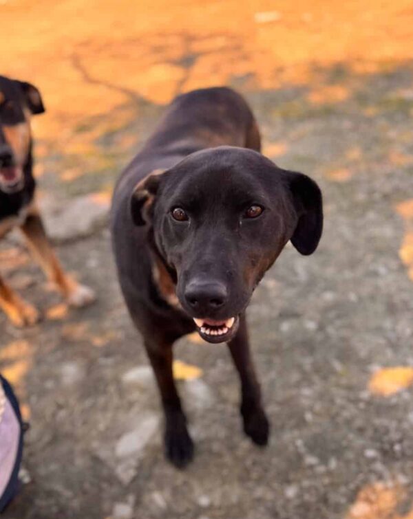 PJERO (♂) - ausgereist zur Hundescheune Fläming (AL) – Bild 8