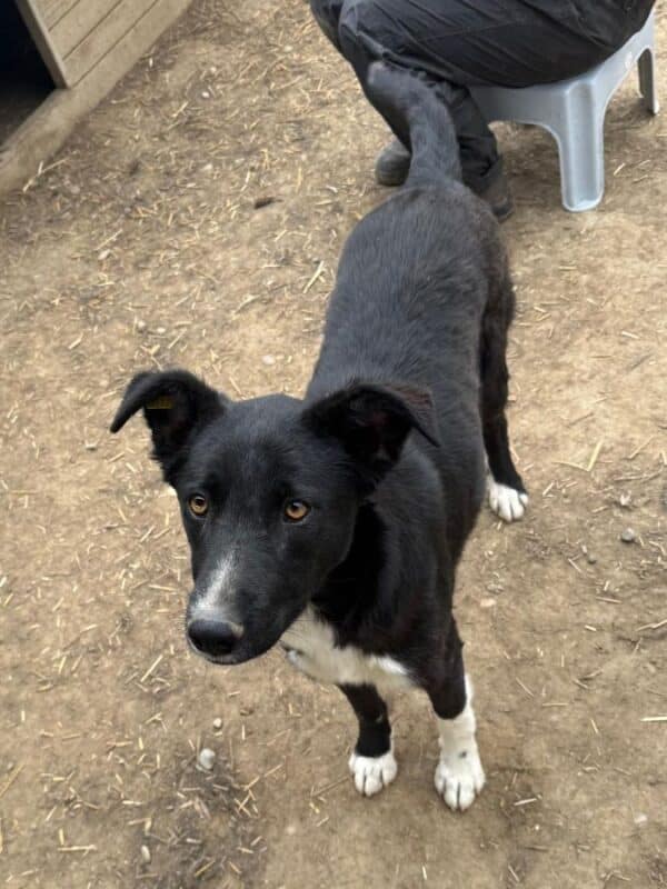 THORVI (♀) - ausgereist zu Tiere in Not Odenwald (PM) – Bild 8